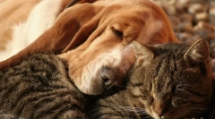 Ca o pisică cu un câine face prieteni